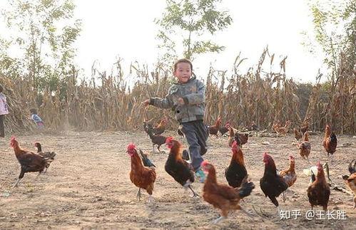 福清鸡哥爆料视频大全集,揭秘背后真相与精彩瞬间  第1张