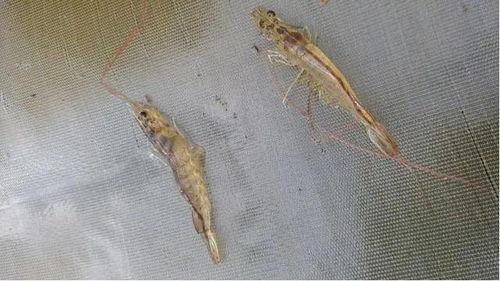 养殖对虾爆料怎么做视频,视频制作攻略全解析  第1张