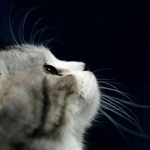 娱乐吃瓜酱桂花猫,揭秘娱乐圈那些不为人知的幕后故事  第3张